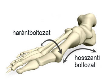 lábboltozat, haránt és hosszanti boltozat