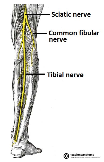 Overview of the Anatomical Course of the Tibial Nerve