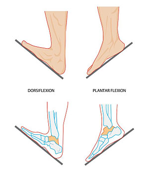 dorsiflexion