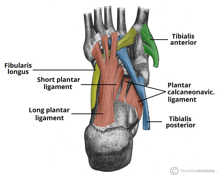 lab felepitese teachmeanatomy