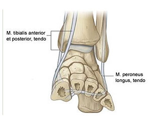 mtibialis anterior posterior 1