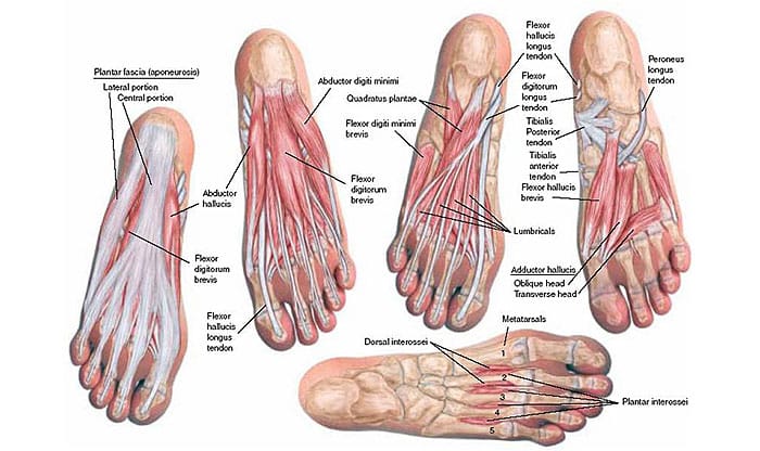 szalagok anatomia