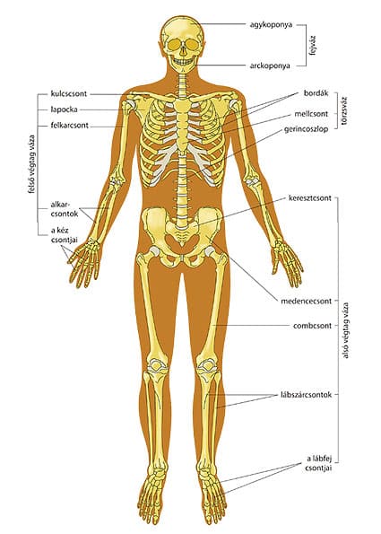 test csontjai