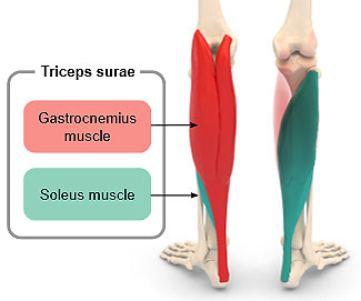 triceps sure lab